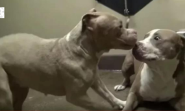 When two abused and rescued pitbulls meet, they can’t stop dancing.