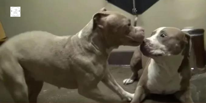 Read more about the article When two abused and rescued pitbulls meet, they can’t stop dancing.