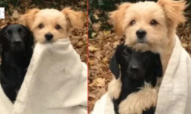 During a photoshoot, a little rescue dog wraps his paws around his best friend.