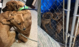 Rescued Puppies Give Each Other The Cutest Hugs