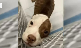 Skinny Puppy Locked In Crate Transforms Into A Pawdorable Girl In The Presence Of Her Rescuers