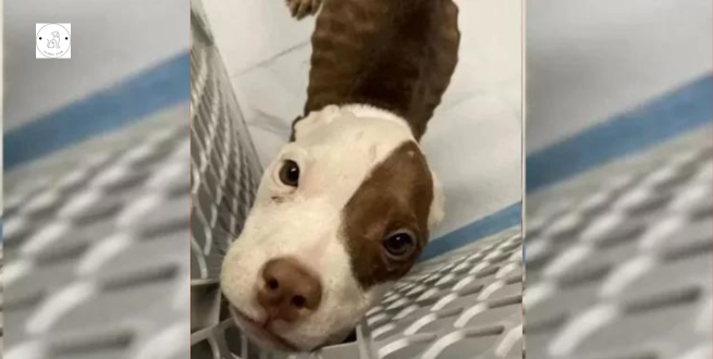 Read more about the article Skinny Puppy Locked In Crate Transforms Into A Pawdorable Girl In The Presence Of Her Rescuers
