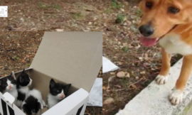 Dog Directs Rss to a Box Containing S Kittens, Later Becoming Their Adorable Foster Father