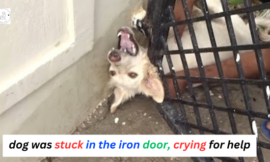 The dog was wailing and groaning for hours because it was trapped in the iron door.