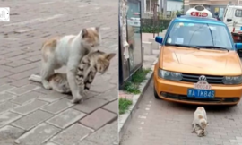 Homeless cat tries to drag his dying friend to safety I hope there’s still time to save him.