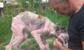 A man makes a last-ditch effort to save a street dog that is on the verge of death.