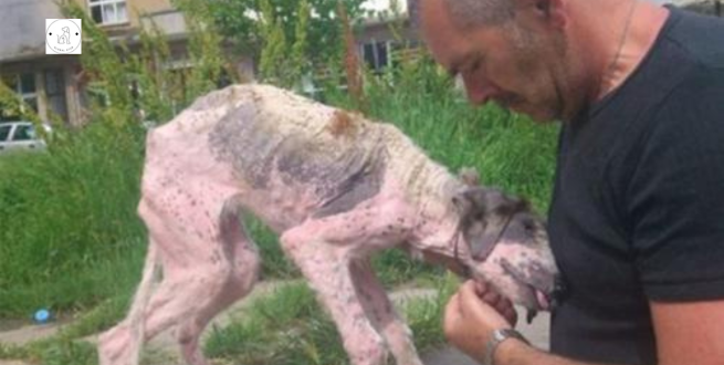 Read more about the article A man makes a last-ditch effort to save a street dog that is on the verge of death.