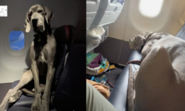 The owner buys three airline tickets so that the Great Dane can travel with him: Large dog makes flight passengers happy