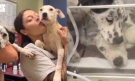 Bonded dog siblings cling to one another as they struggle for survival.