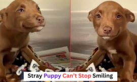 After being rescued from the streets, a stray puppy cannot stop grinning, and the video goes viral.