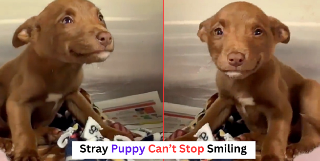 Read more about the article After being rescued from the streets, a stray puppy cannot stop grinning, and the video goes viral.