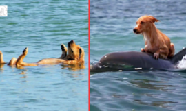 A terrified little dog is prevented from drowning by dolphins in a Florida canal!
