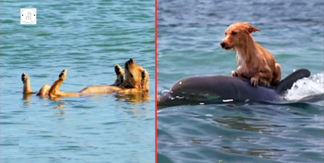 Read more about the article A terrified little dog is prevented from drowning by dolphins in a Florida canal!