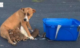 Mama Dog and Her Nine Puppys Were Found Alone In A Church Parking Lot.