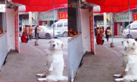 The image of a short-legged dog patiently waiting for free fried chicken at a stand has garnered internet admiration for its charm.