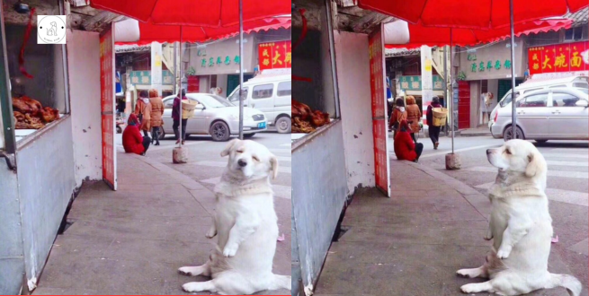 Read more about the article The image of a short-legged dog patiently waiting for free fried chicken at a stand has garnered internet admiration for its charm.
