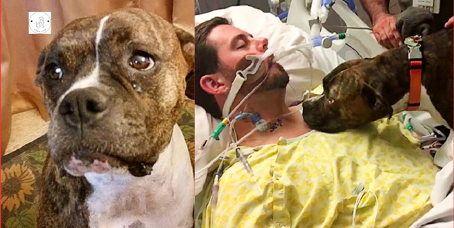 Read more about the article A heartbreaking moment when a dog says goodbye to its owner