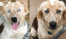 A woman plans to get a dog for her birthday, but the before and after photos say it all