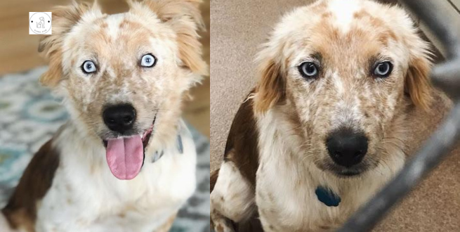 Read more about the article A woman plans to get a dog for her birthday, but the before and after photos say it all