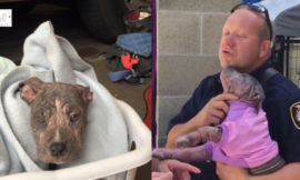A pitbull puppy in a shelter Dᴇᴘʀᴇssᴇᴅ finds happiness after being adopted by a family