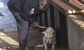Officer Saves Freezing Dog Fighting For Survival, But That’s Not Even The Best Part Of The Rescue