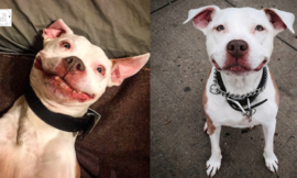 Meet Brinks, a Pit Bull that can’t stop grinning after being rescued.
