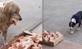 Friendly butcher leaves leftovers outside for stray dogs every day