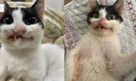 Woman gives stray kitty a chance at a complete life, and he or she now smiles crookedly but evilly every day.