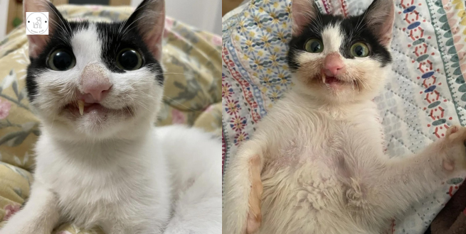 Read more about the article Woman gives stray kitty a chance at a complete life, and he or she now smiles crookedly but evilly every day.