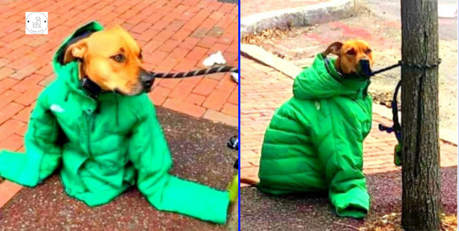 Read more about the article When a woman notices a dog shivering in the cold, she offers her own coat to help keep him warm.