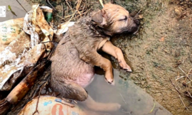 A little dog was found unconscious in a ditch after being abandoned by someone.