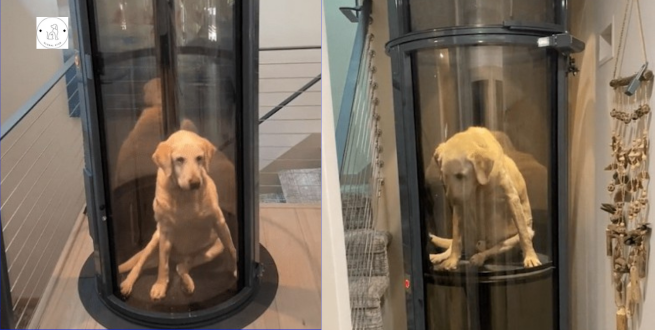 A family constructs an elevator for their disabled pet.
