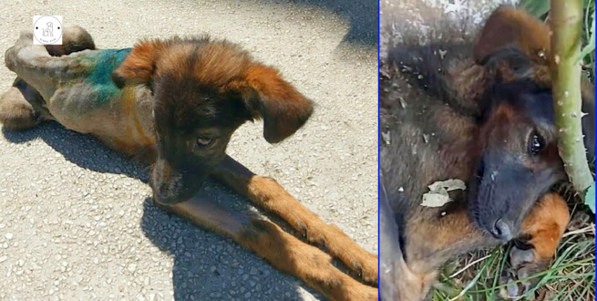 Read more about the article Only bones and skin A puppy left alone next to a wealthy family’s wall was devoured by hundreds of flies.