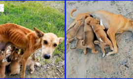 As she struggles to feed her six puppies, a frail and helpless mother dog begs for assistance.