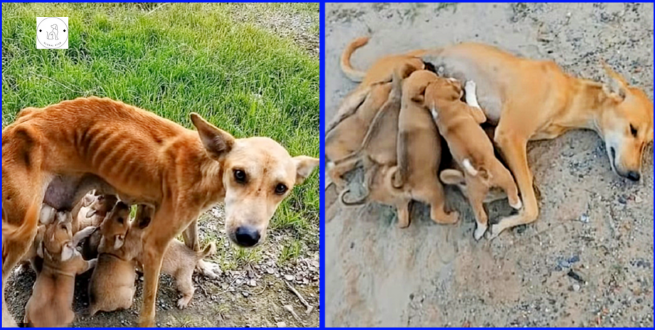 Read more about the article As she struggles to feed her six puppies, a frail and helpless mother dog begs for assistance.