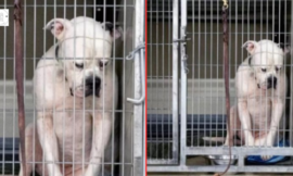 Shelter dog displays heartbreaking expression when nobody adopts him