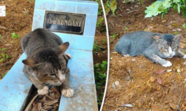 Heartbroken cat spent a year in owner’s grave