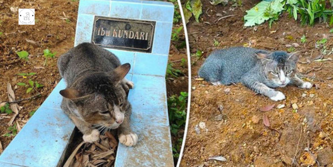Read more about the article Heartbroken cat spent a year in owner’s grave