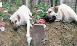 This heartbroken dog ran away from home every day to visit his late owner’s grave