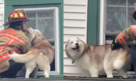 Lovely Moment: Dog kisses firefighter who rescued him from the roof