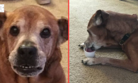A couple adopts a 17-year-old dog from a shelter that survived until it met its human sister