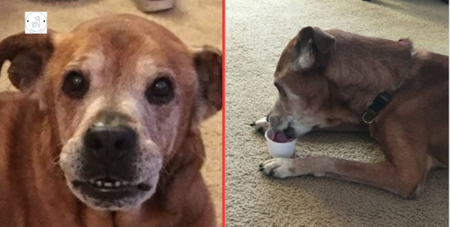 Read more about the article A couple adopts a 17-year-old dog from a shelter that survived until it met its human sister