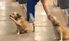 Poor dog abandoned by owner at supermarket gate waving to all passersby wishing for adoption