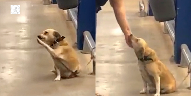 Read more about the article Poor dog abandoned by owner at supermarket gate waving to all passersby wishing for adoption