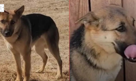 Woman Enters Desert Every Day To Save German Shepherd And Finally Succeeds