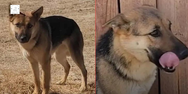 Read more about the article Woman Enters Desert Every Day To Save German Shepherd And Finally Succeeds