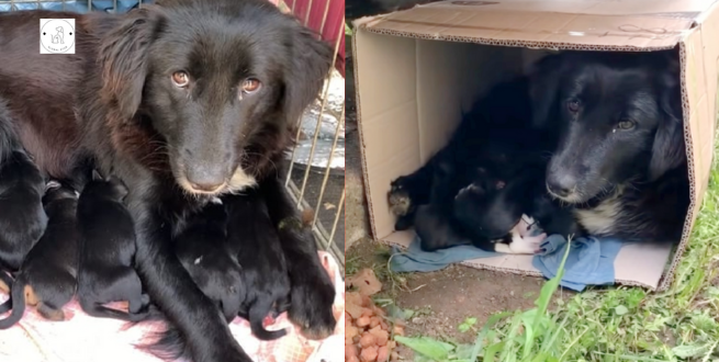 Read more about the article A stray mother dog curls up in a crate to keep her puppies warm.