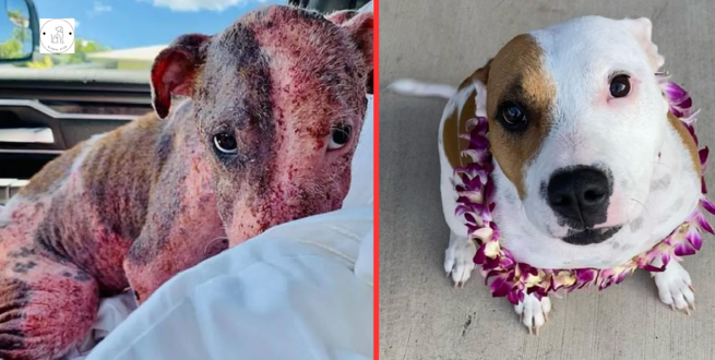 Read more about the article Puppy buried alive on the beach now thriving in foster care