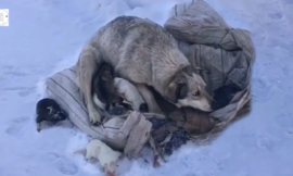 Mama dog crying for help after giving birth to 10 puppies in the cold snow