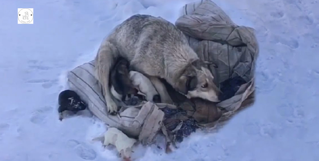 Read more about the article Mama dog crying for help after giving birth to 10 puppies in the cold snow